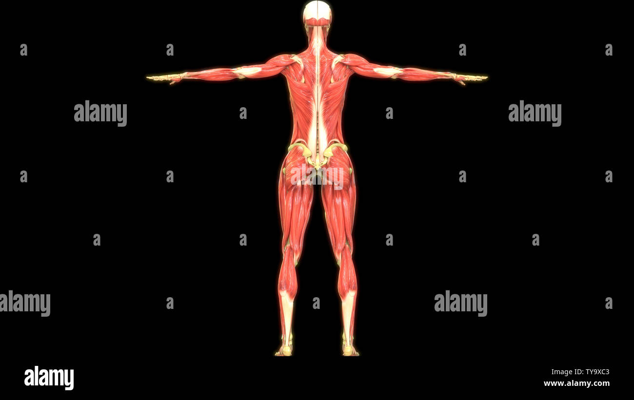 Human Body Muscles Anatomy Stock Photo Alamy