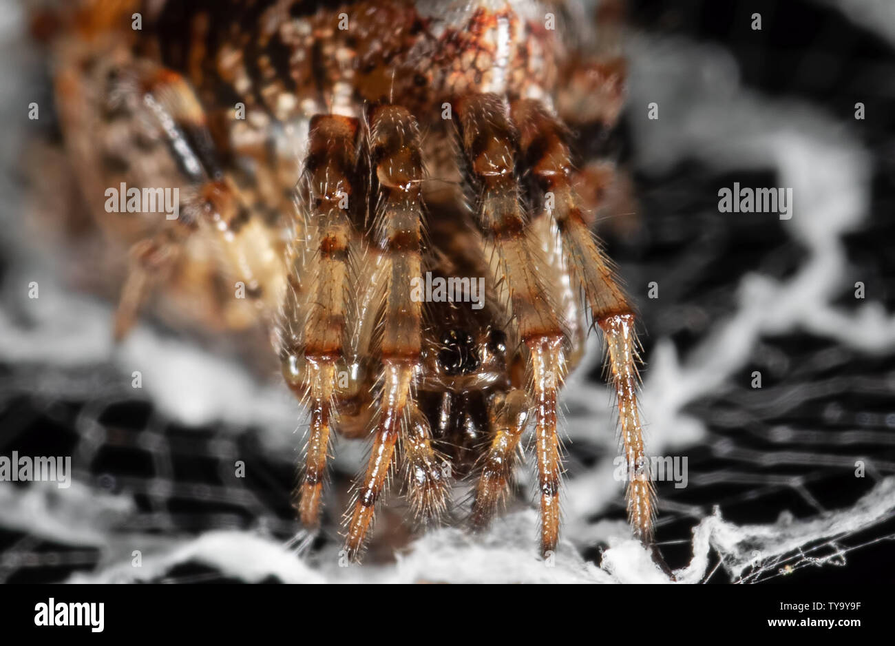 Macro Photography of Spiders are on the Web Stock Photo - Alamy