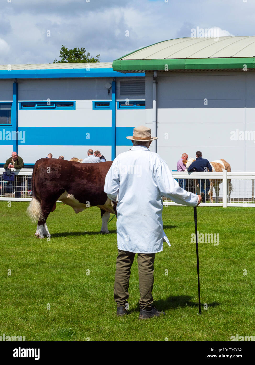 Man Judging Cattle at Show Stock Photo