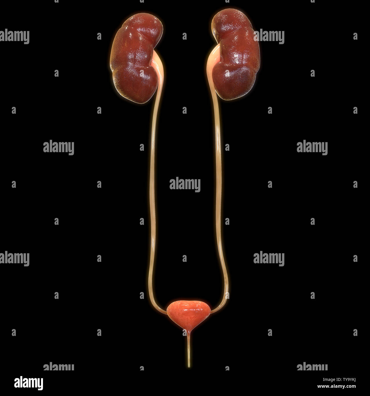 Male Urinary System Kidneys with Bladder Anatomy Stock Photo Alamy