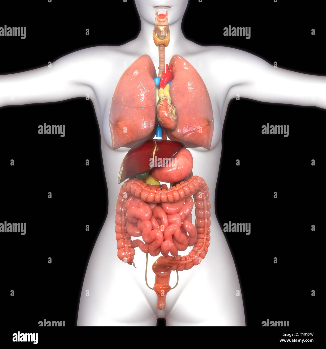 Human Internal Organs Anatomy Stock Photo