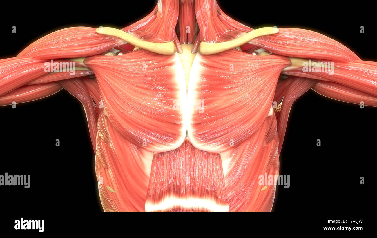 Human Muscle Anatomy High Resolution Stock Photography And Images Alamy
