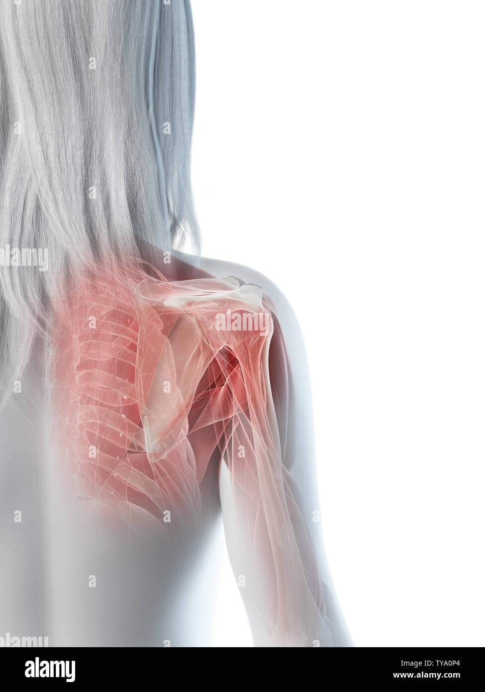 3d rendered medically accurate illustration of a females shoulder muscles Stock Photo