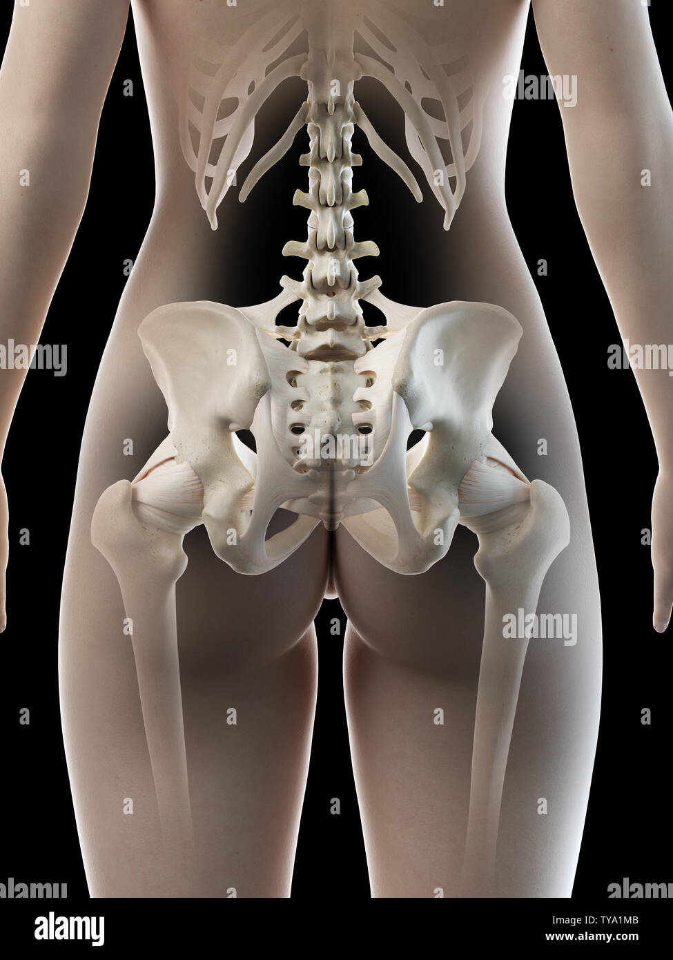 3d rendered medically accurate illustration of a females hip bone Stock Photo