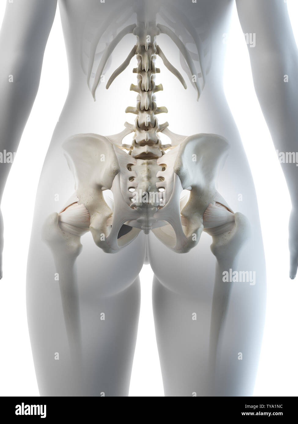 3d rendered medically accurate illustration of a females hip bone Stock Photo