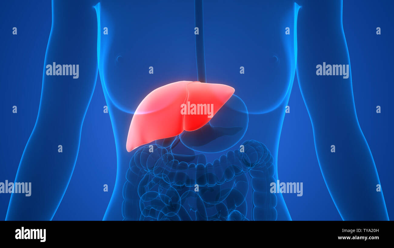Human Liver Anatomy Stock Photo - Alamy