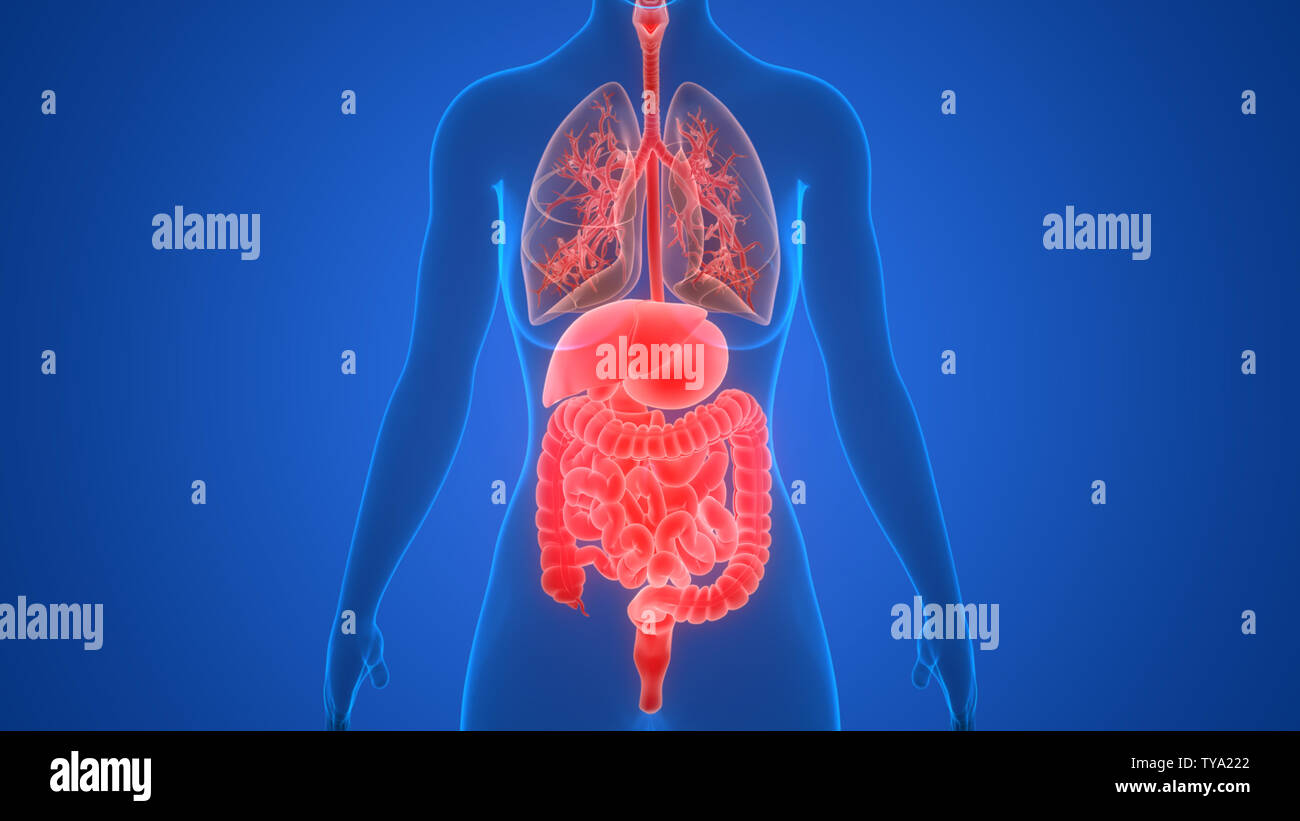 Human Internal Organs Anatomy Stock Photo