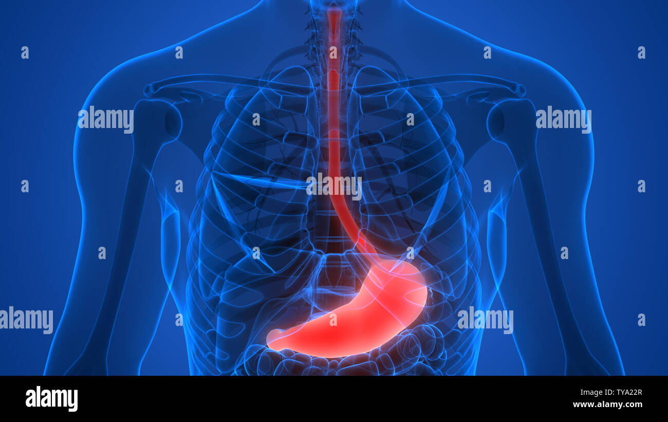 Human Digestive System Stomach Anatomy Stock Photo - Alamy