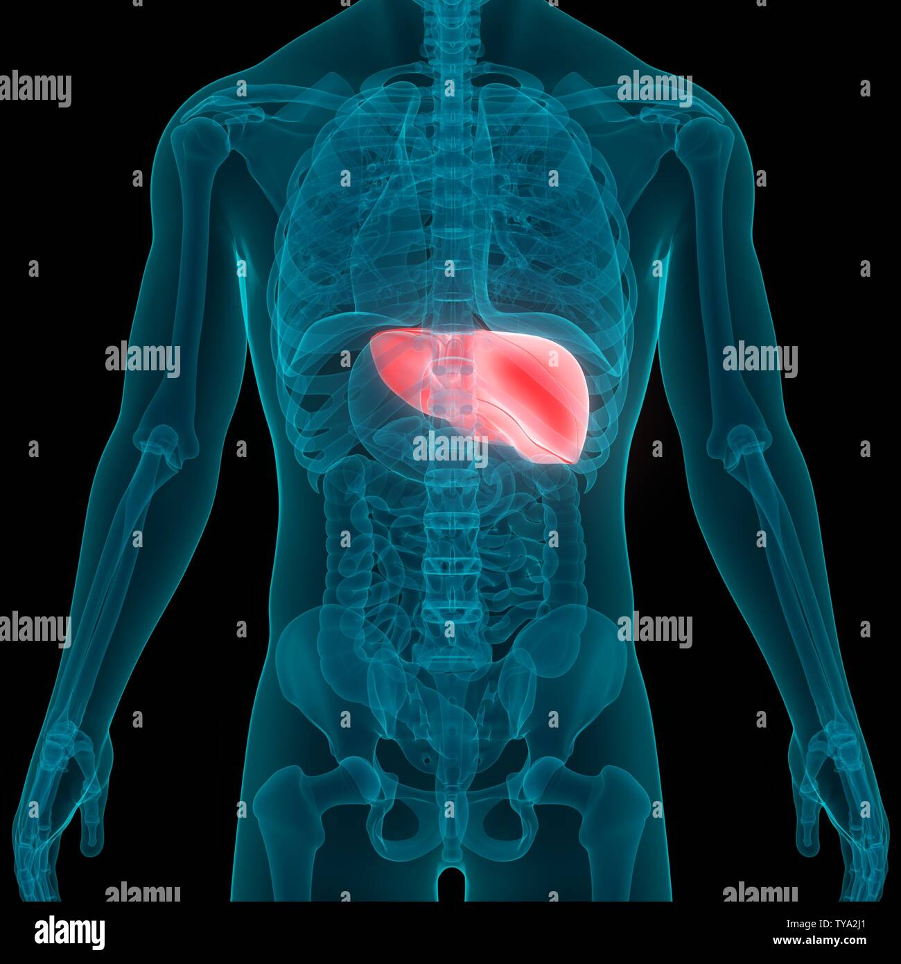 Human Liver Anatomy Stock Photo Biology Diagrams