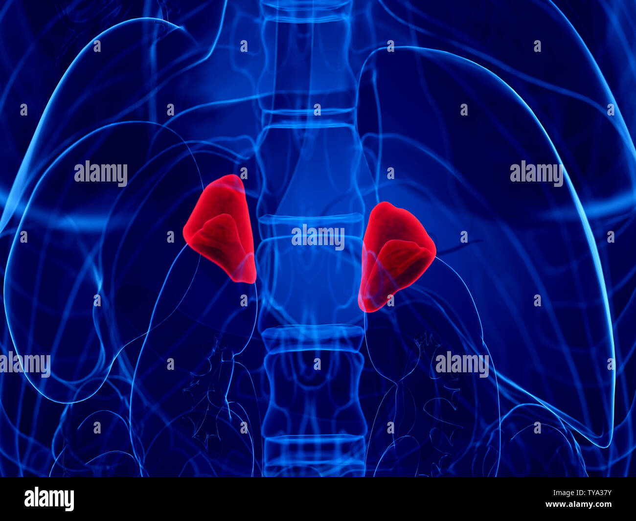 Adrenagons Adrenal glands hi-res stock photography and images - Alamy