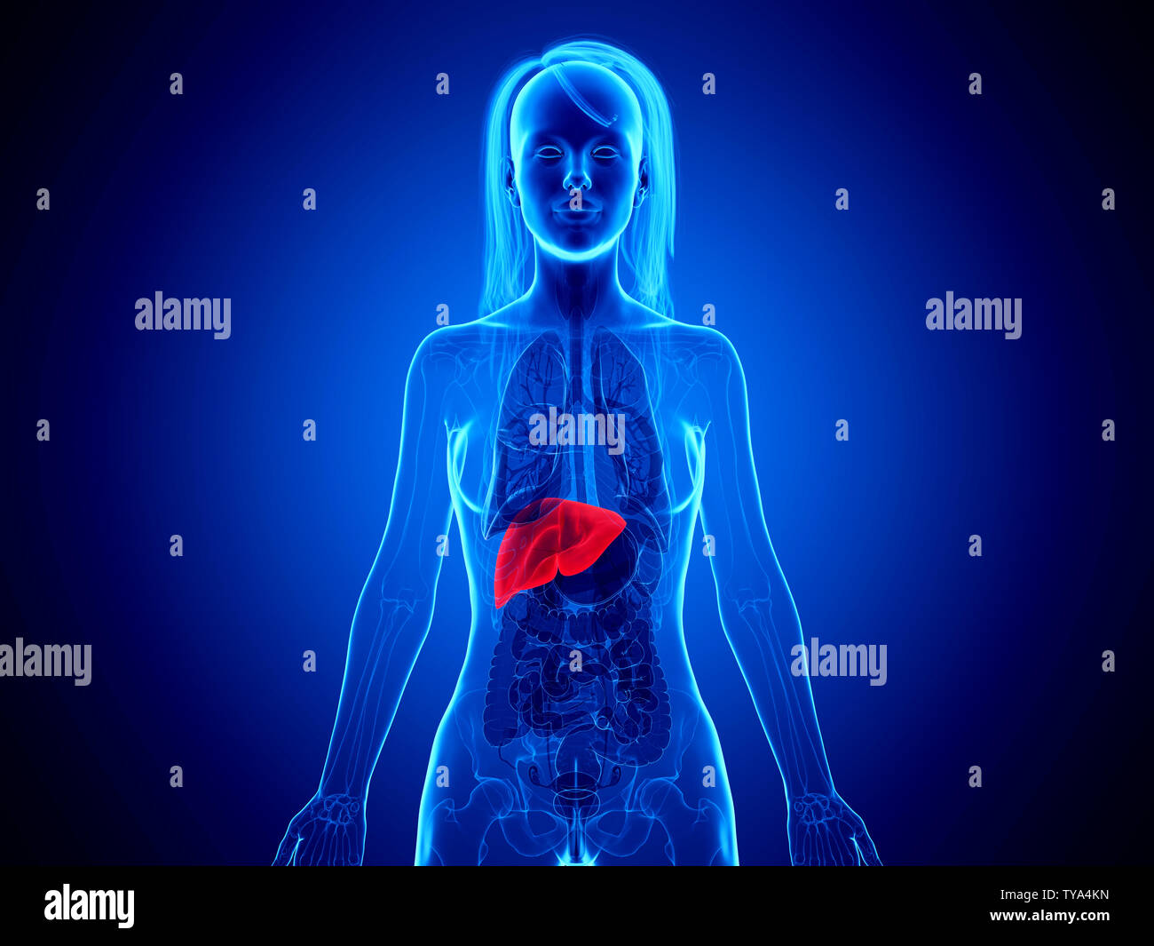3d rendered medically accurate illustration of a womans liver Stock ...