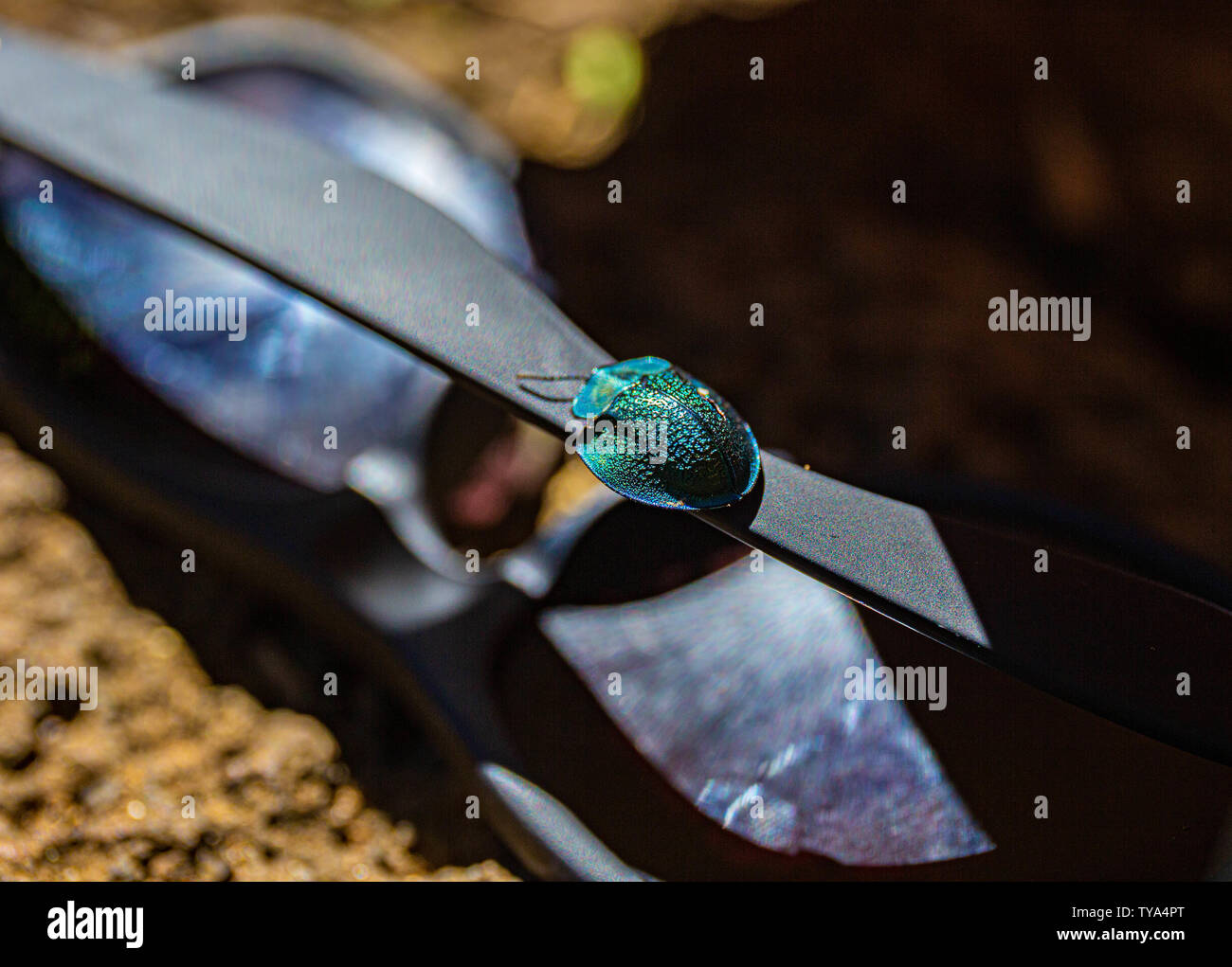 Jungle bug hi-res stock photography and images - Alamy