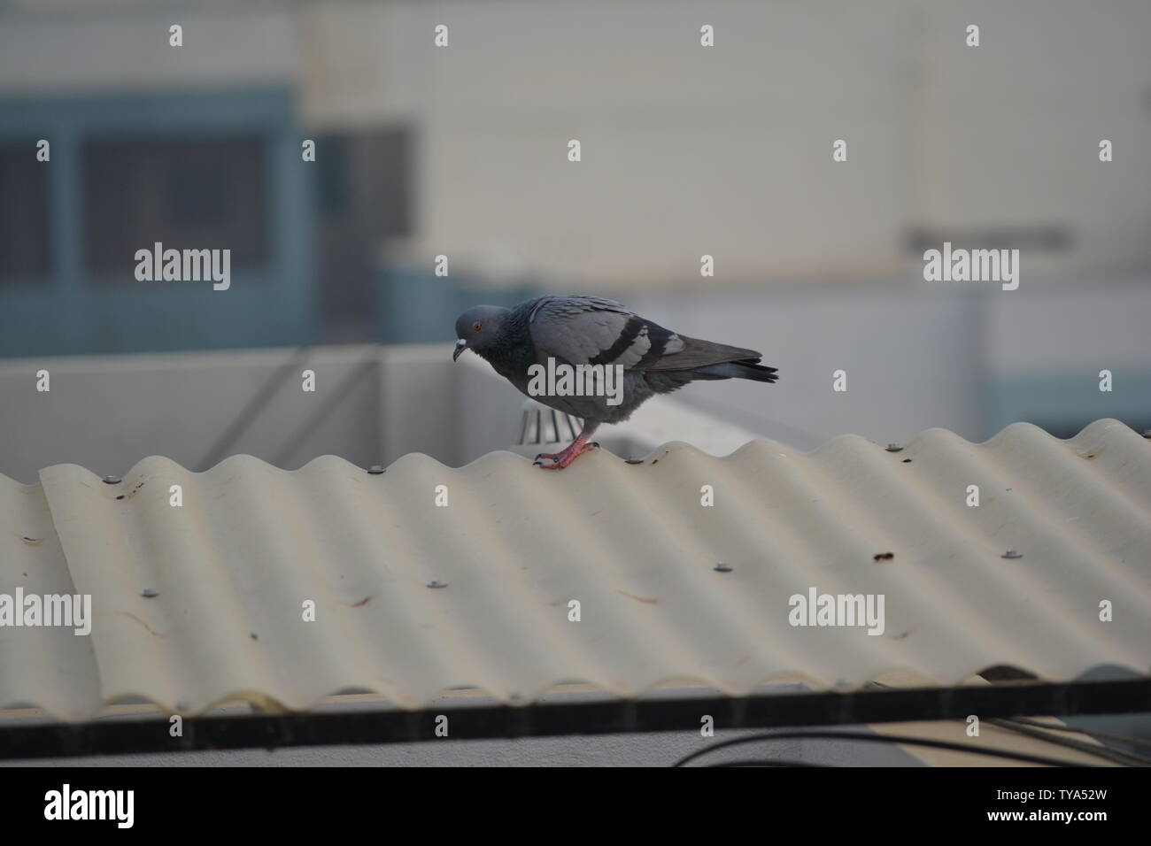 pigeon in urban area Stock Photo Biology Diagrams
