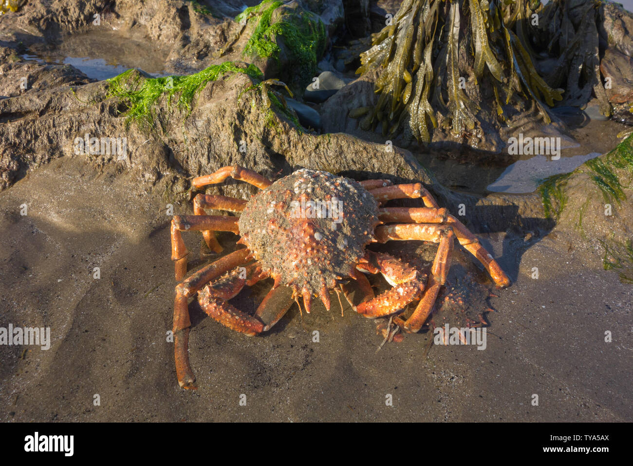 Spider crabs (Maja brachydactyla) on Yayslas beach Borth Ceredigion, Mid Wales, UK June 2019. Stock Photo
