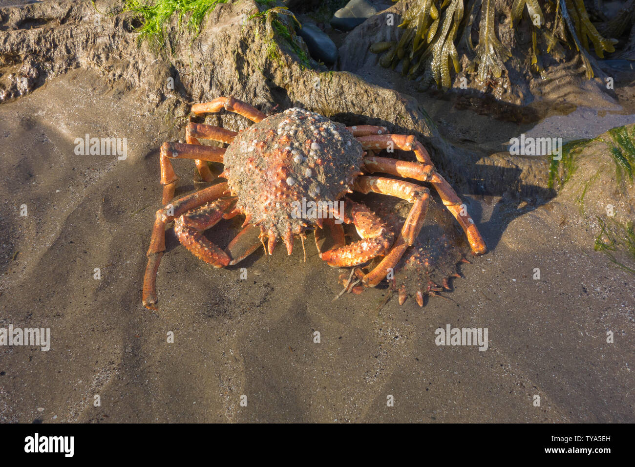 Edible crab uk wildlife hi-res stock photography and images - Alamy
