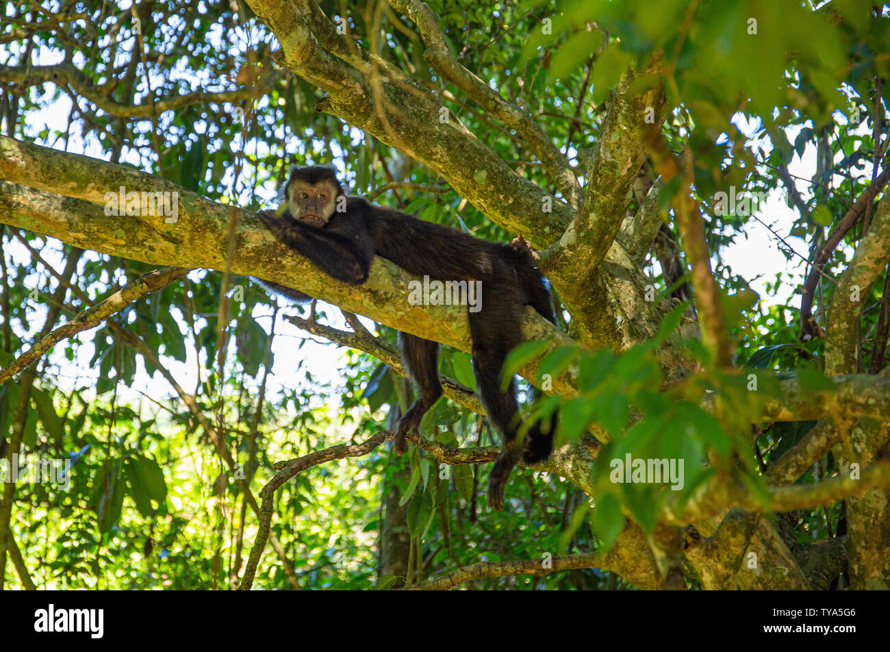 Wild monkey in the jungle. Primate Macaco Prego - Sapajus gender