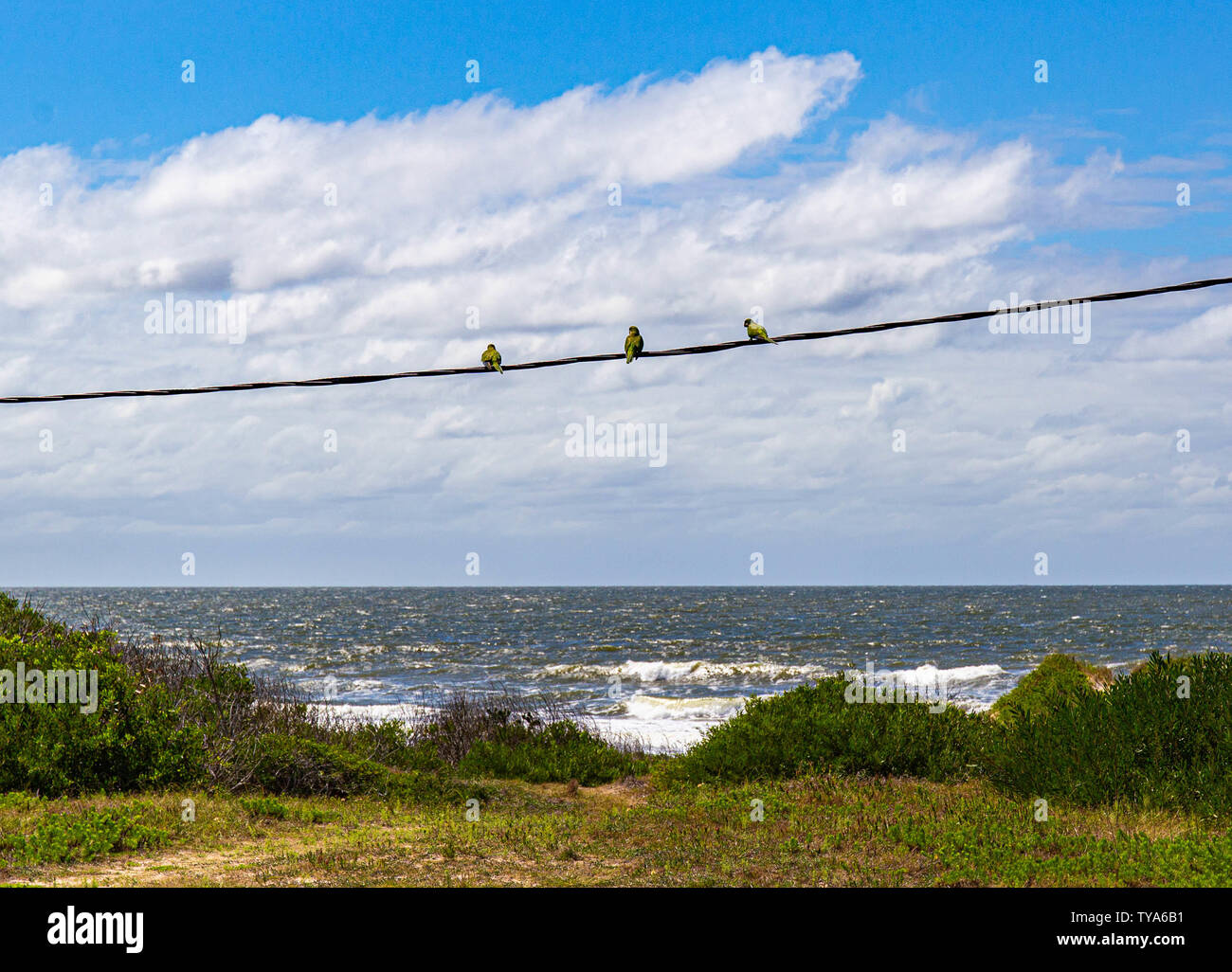Three Birds sitting on a powerline in Uruguay Stock Photo