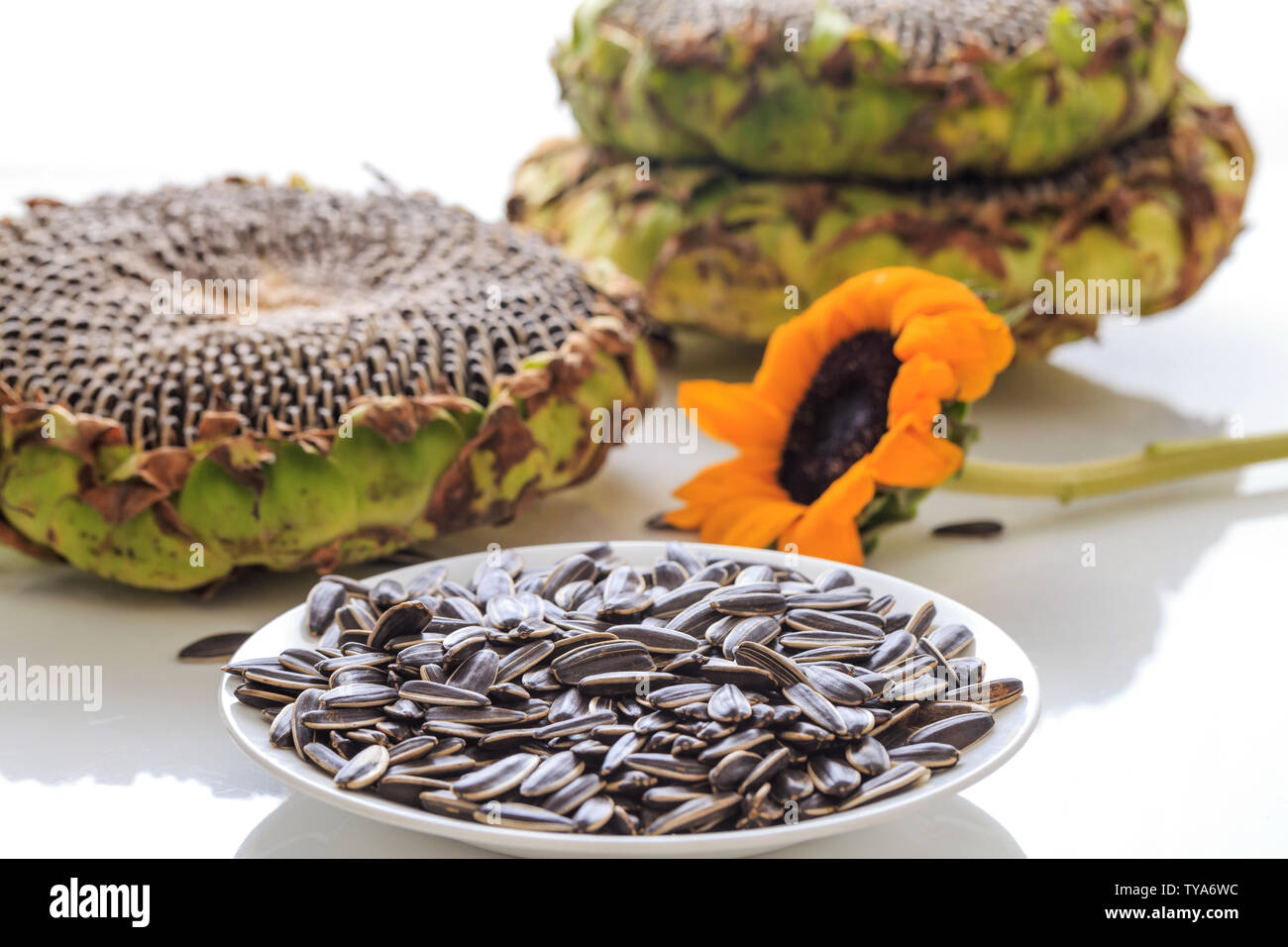 Fruit of sunflower sunflower seeds Stock Photo Alamy