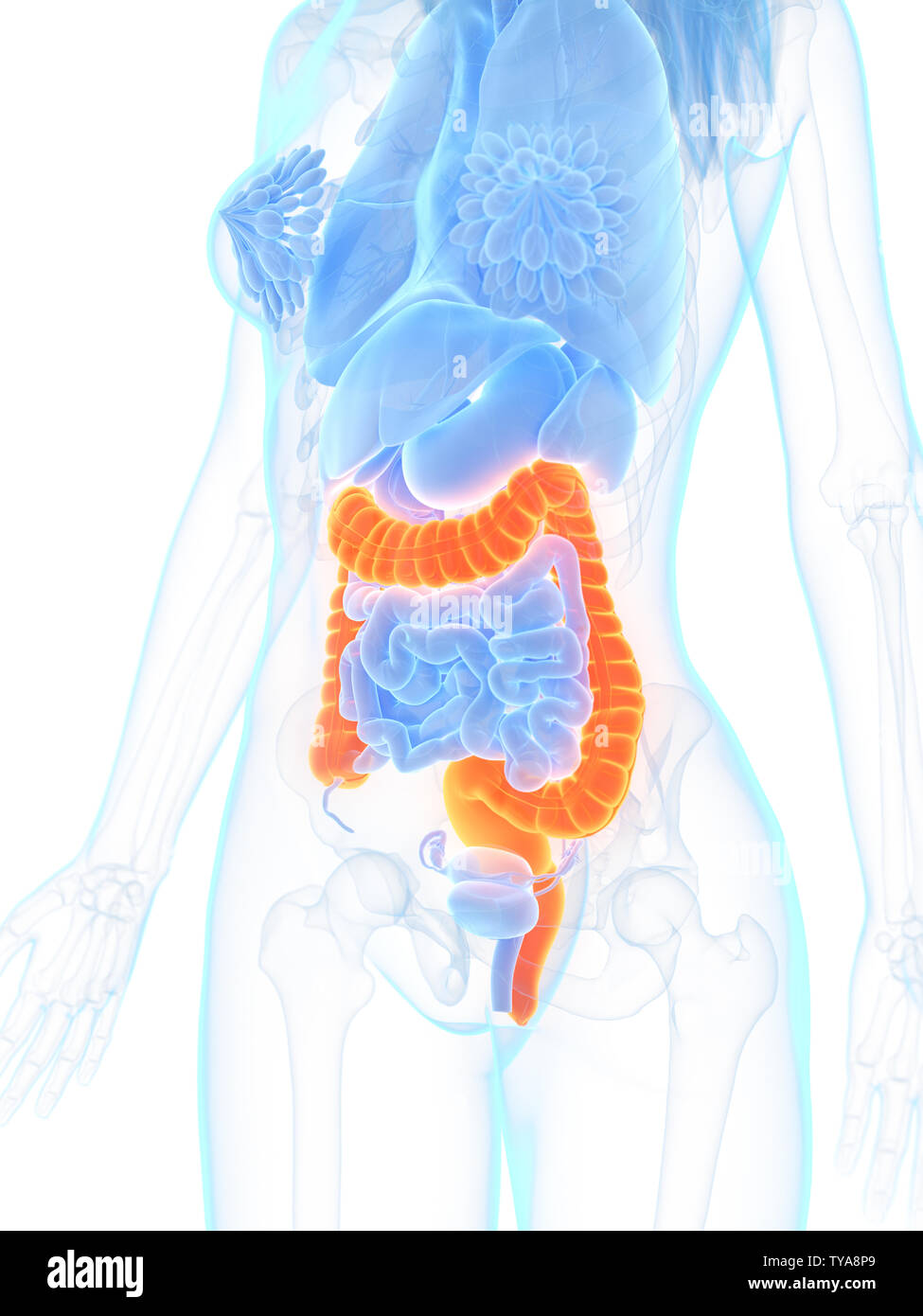 3d rendered medically accurate illustration of the colon Stock Photo ...