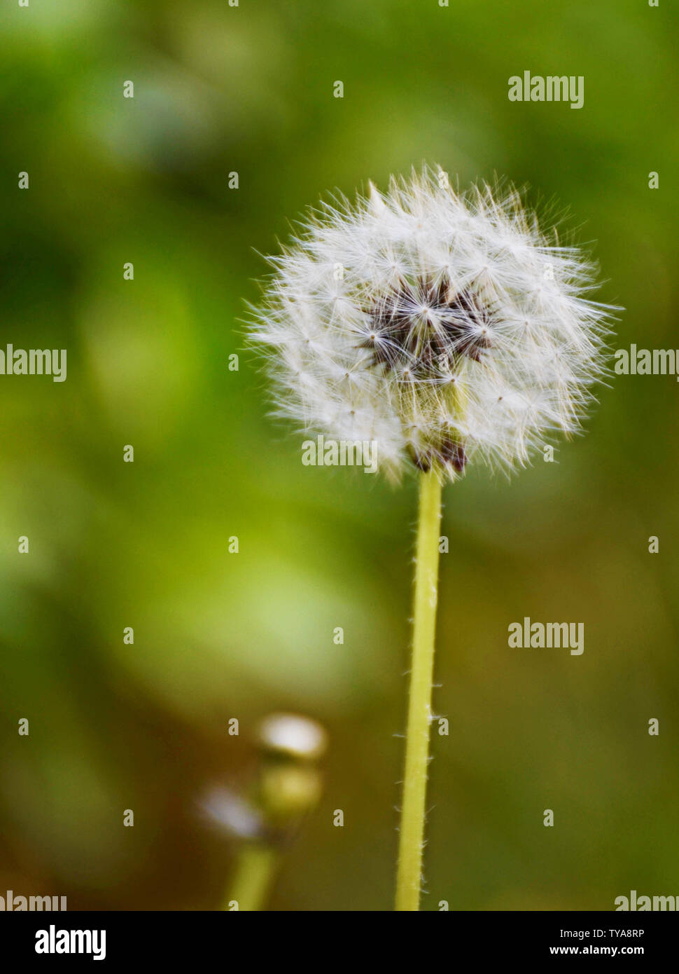Dandelion and dry meadows hi-res stock photography and images - Alamy