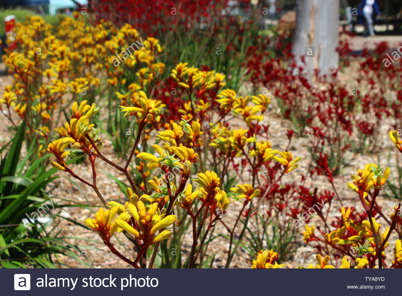 Kangaroo Paw High Resolution Stock Photography and Images - Alamy