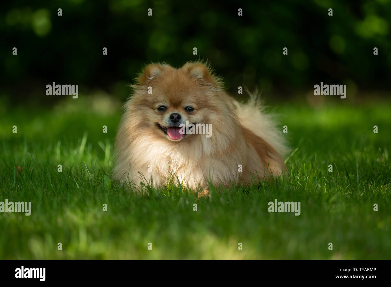 A little Pomeranian out in the nature Stock Photo