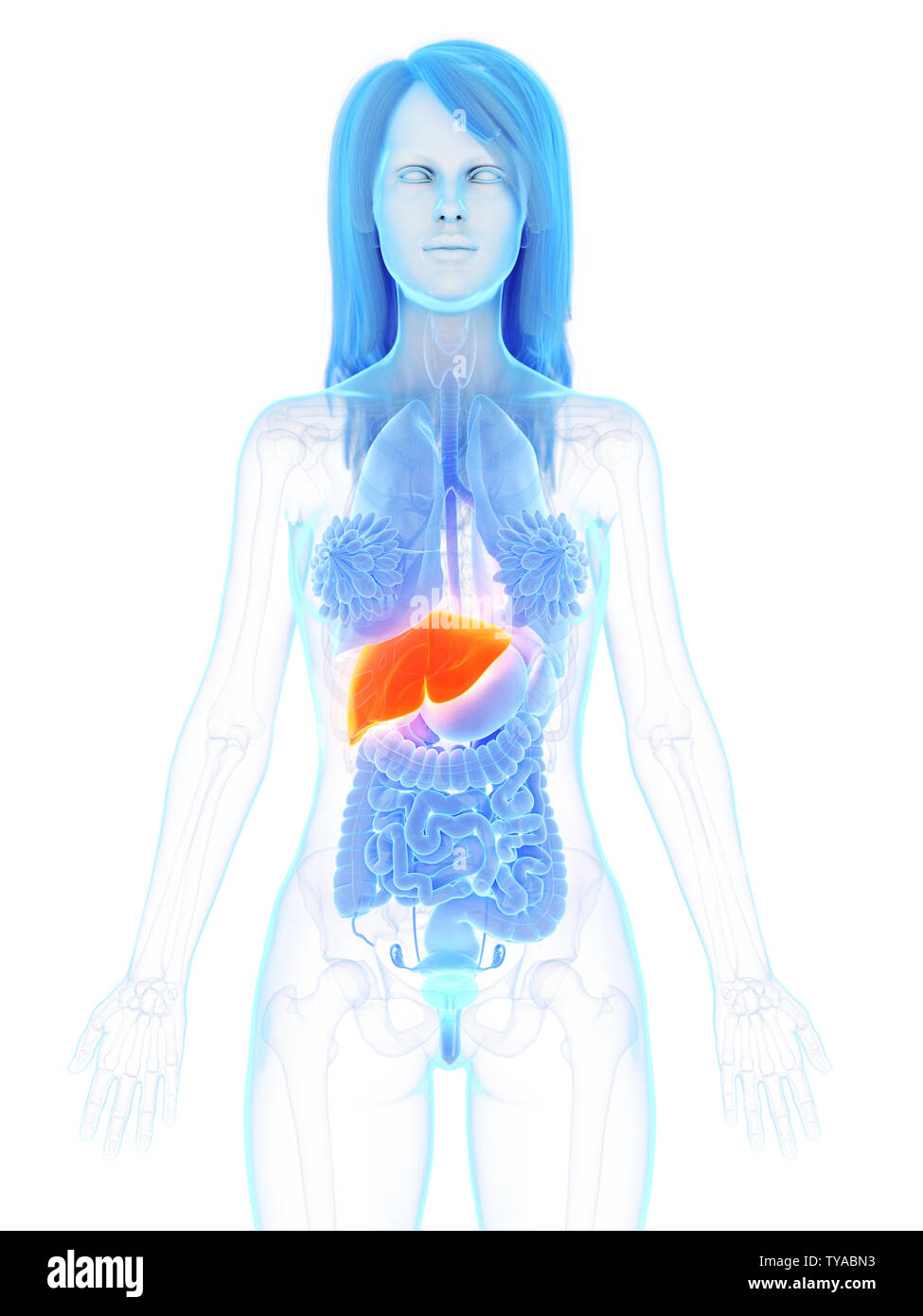 3d rendered medically accurate illustration of a womans liver Stock ...