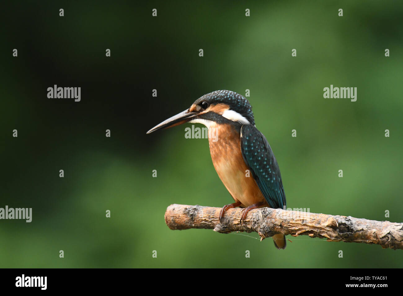 Kingfisher, Blue, Jade, Wild, Nature, Birds Wild Animals No Man Nature  Animal Animals Outdoors. Wild beaks. Birds with feathers and wings. Small  ornithology with birdwatching. Side diagram with daylight flying Stock  Photo -