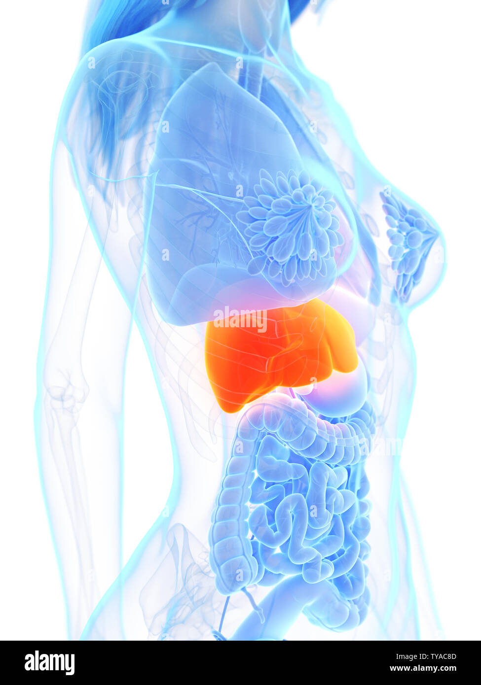 3d rendered medically accurate illustration of a womans liver Stock ...