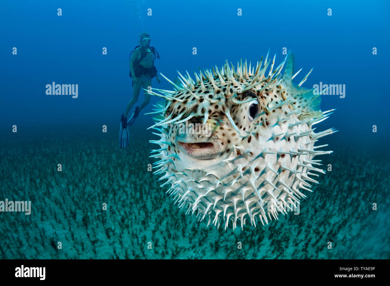 Diver (MR) and a spotted porcupinefish, Diodon hystrix, Hawaii. Stock Photo