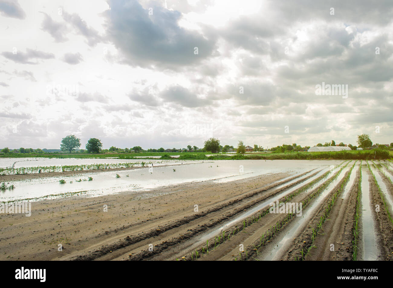 Flooded field as a result of heavy rain. Flood on the farm. Natural