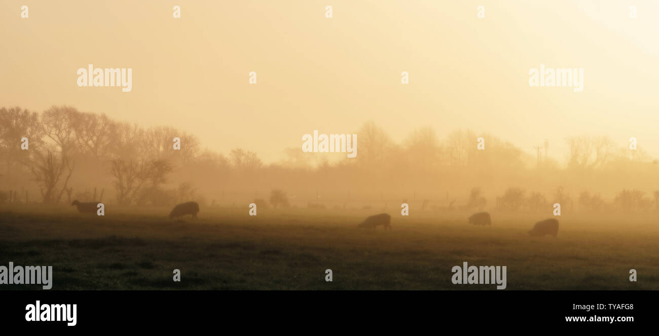 Great Eccleston Early Morning Mist and Fog Stock Photo