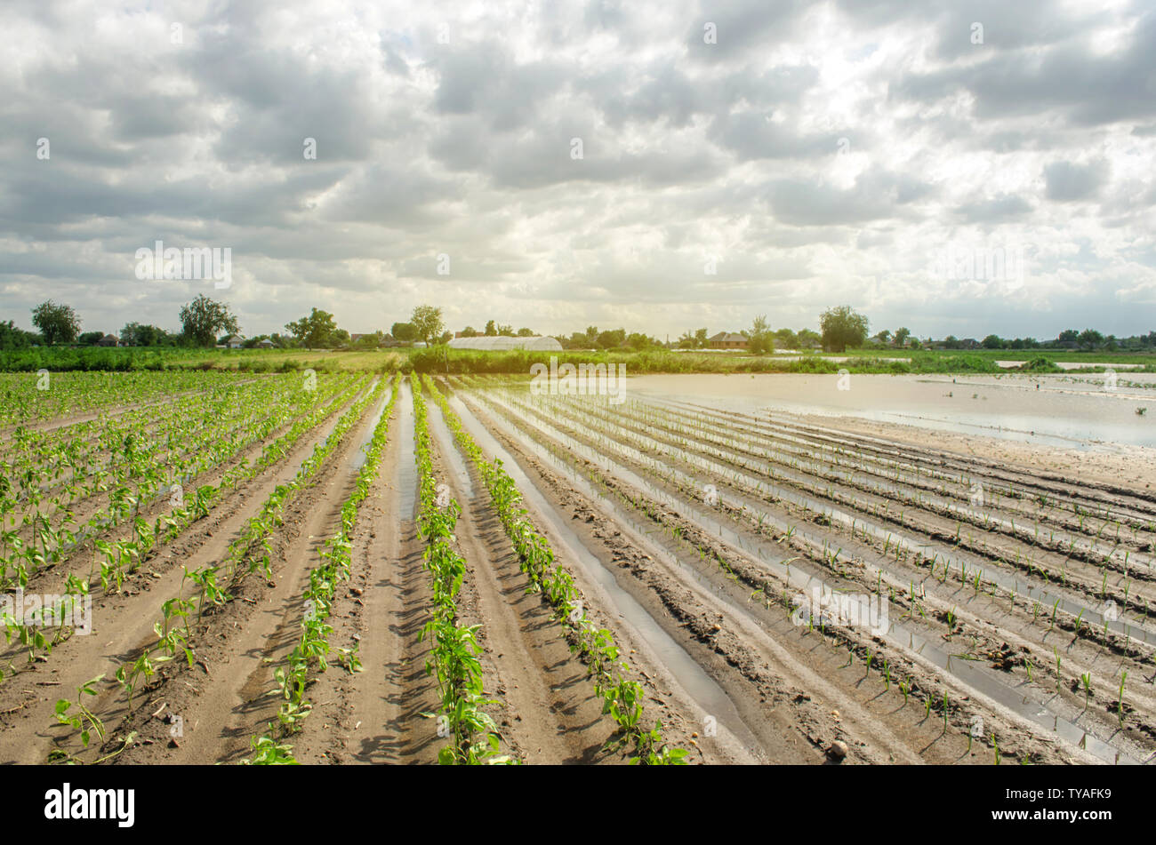 Natural disaster on the farm. Flooded field with seedlings of pepper