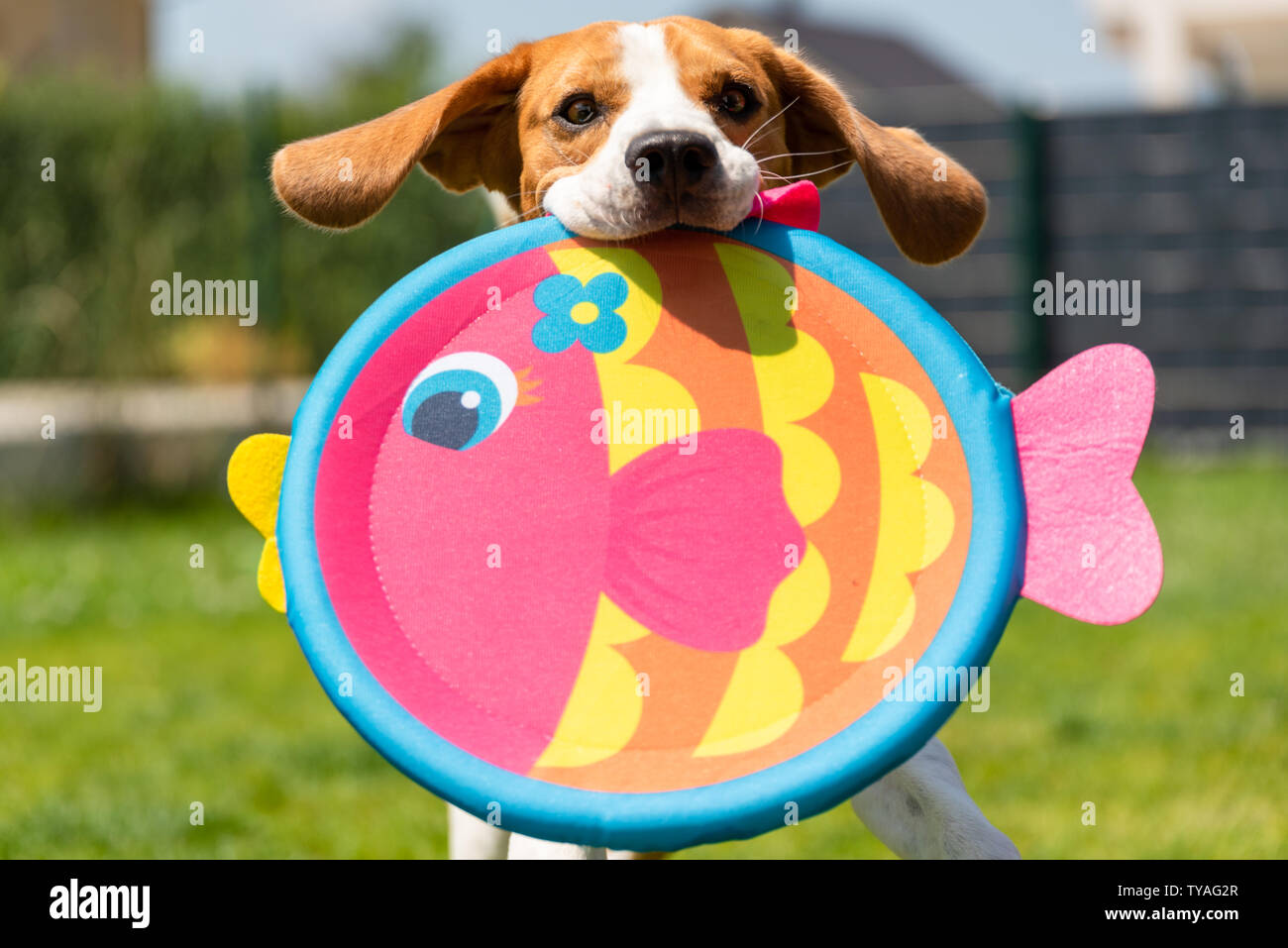 running egg dog toy