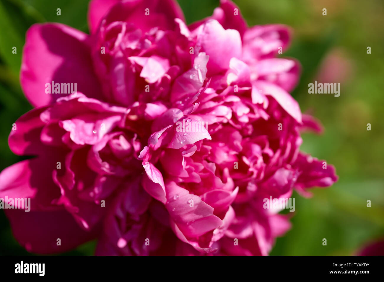 Close up of one red peony with drops of water Stock Photo