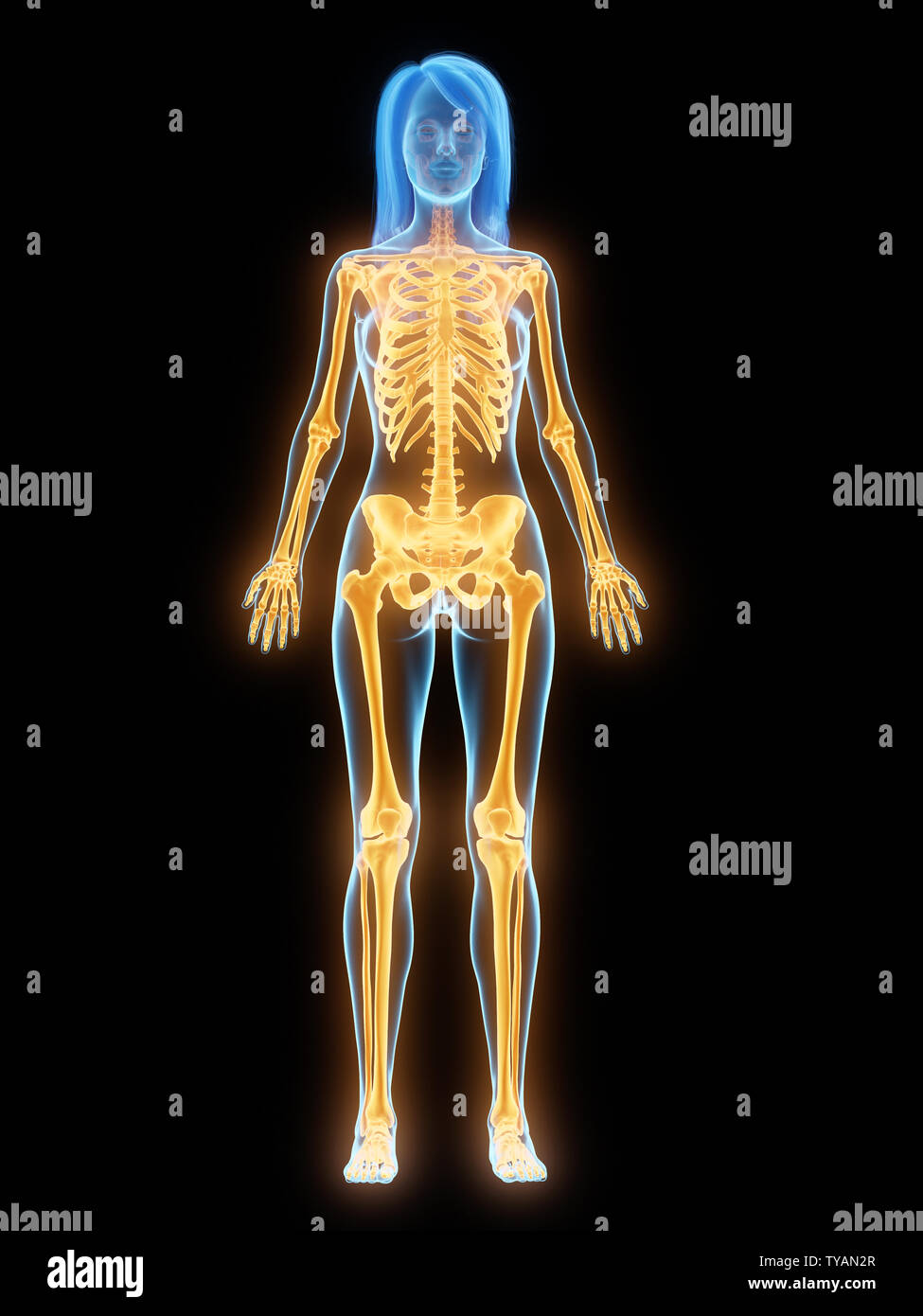 3d rendered medically accurate illustration of the female skeleton ...