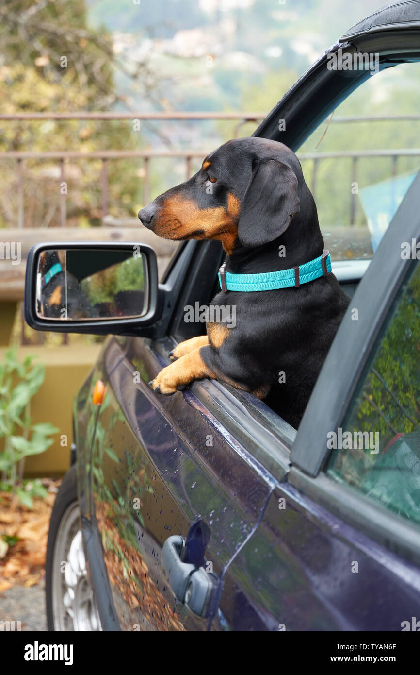 Portrait of the short hair Dachshund in the car Stock Photo