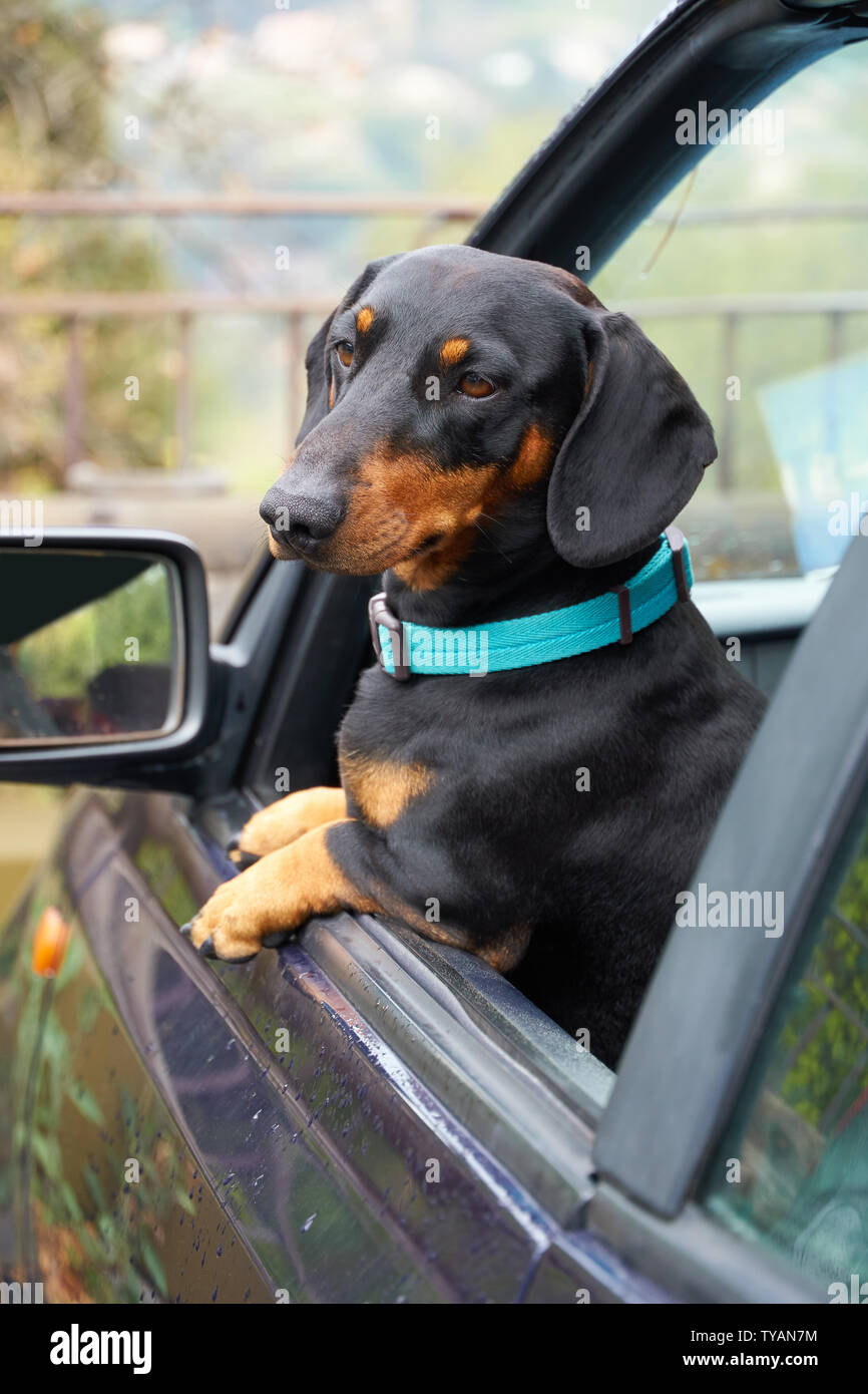 Portrait of the short hair Dachshund in the car Stock Photo