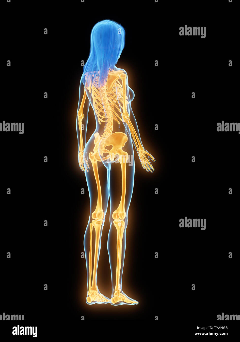 3d rendered medically accurate illustration of the female skeleton ...