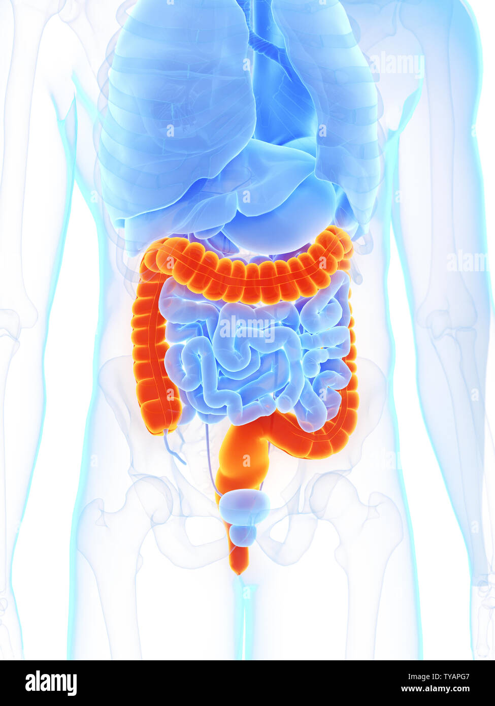 3d rendered medically accurate illustration of a mans colon Stock Photo ...