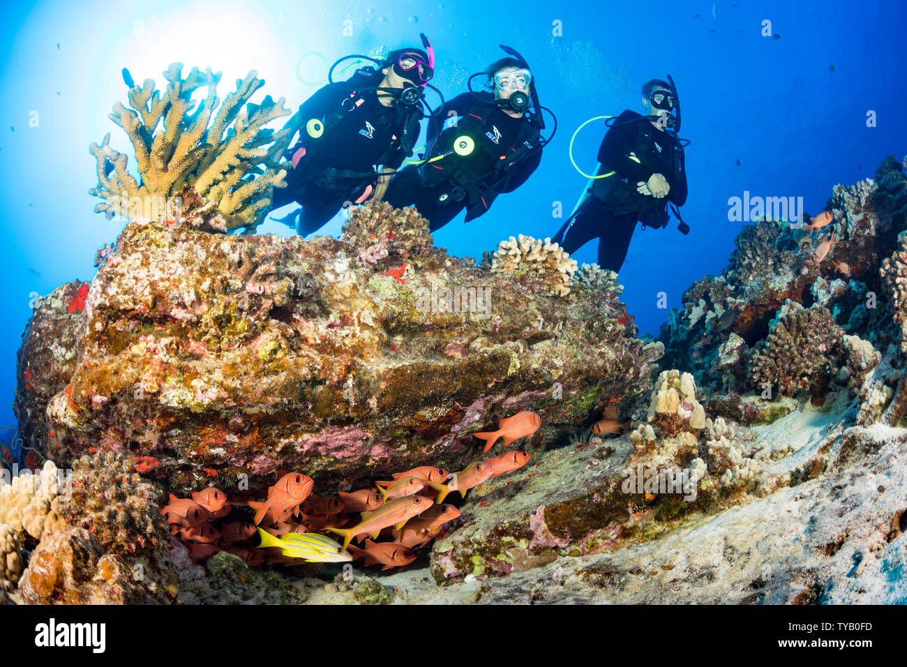 Divers (MR) and a school of shoulderbar soldierfish, Myripristis kuntee, along with goatfish and snapper, Hawaii. Stock Photo