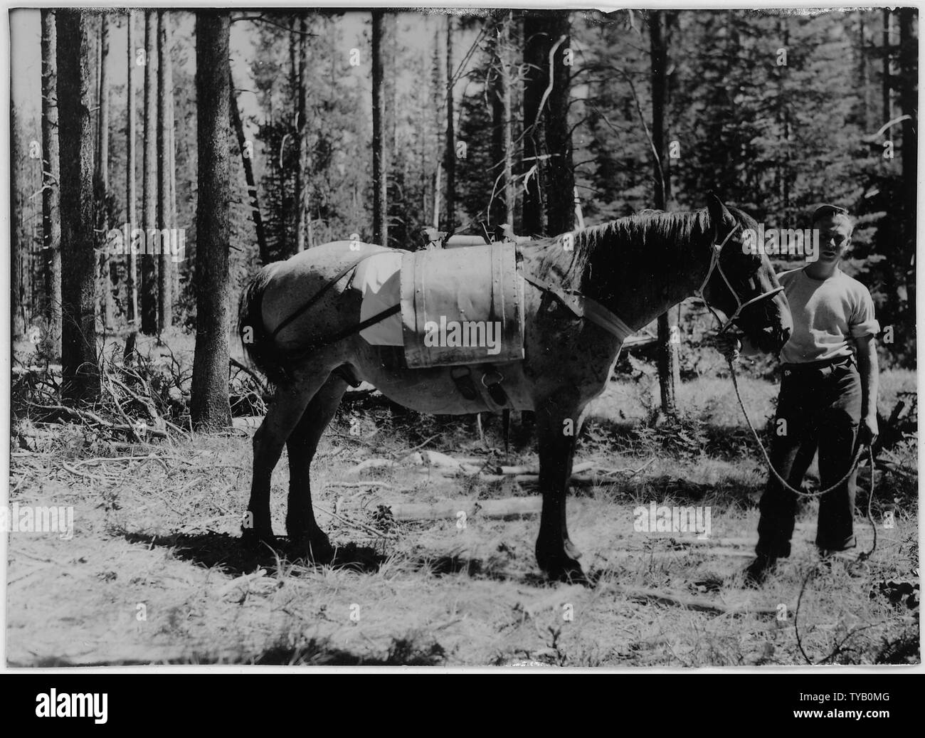 Pack horse used to transport oil and spray to treating crews Stock