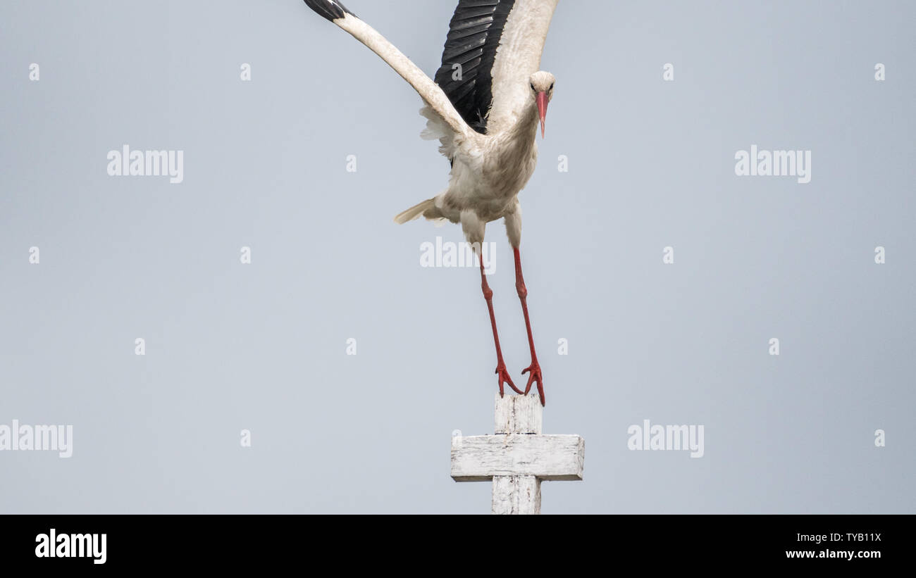 Close up of an isolated white stork bird in the wild- Romania Stock Photo