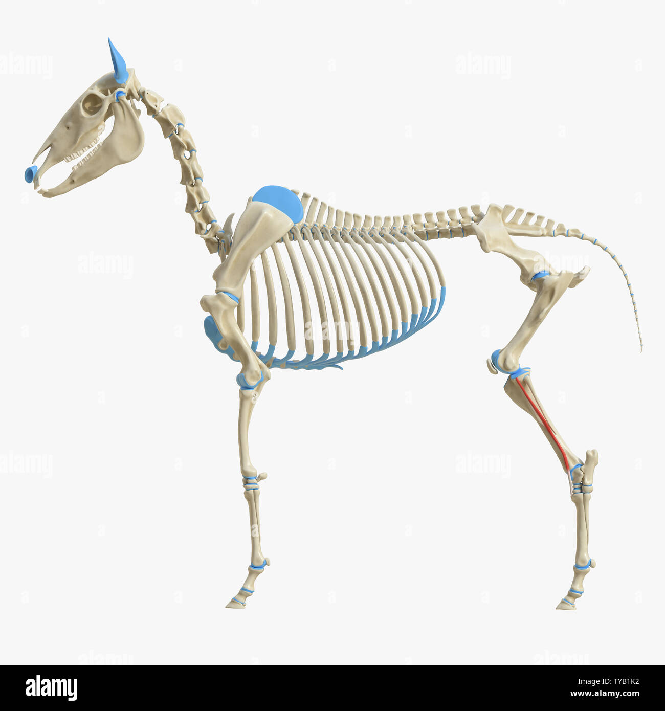 3d rendered medically accurate illustration of the equine muscle anatomy - Peroneus Tertius Stock Photo