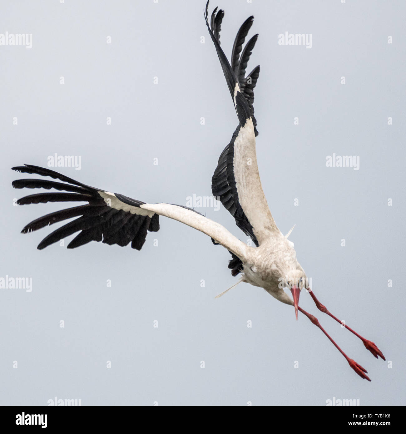 Close up of an isolated white stork bird in the wild- Romania Stock Photo