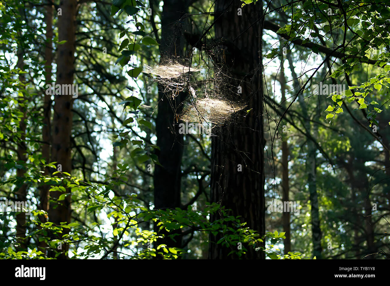 Pristine taiga forest hi-res stock photography and images - Alamy