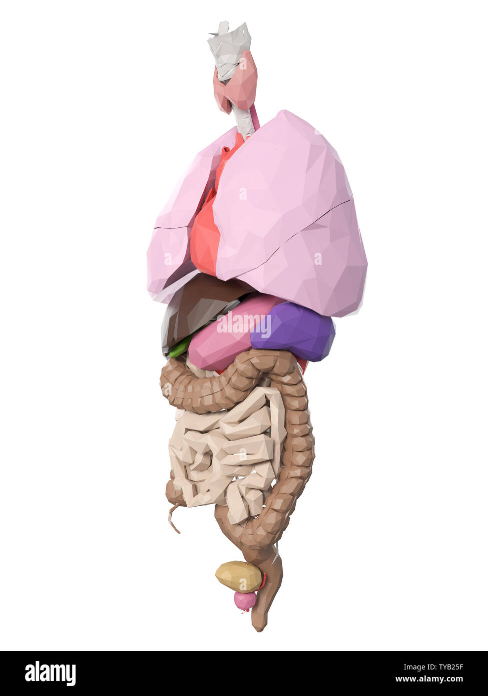 3d rendered medically accurate illustration of poly style organs Stock Photo