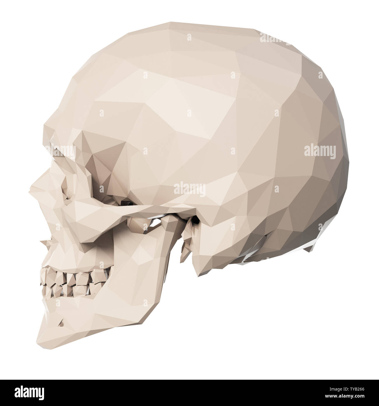 3d rendered medically accurate illustration of poly style skull Stock Photo