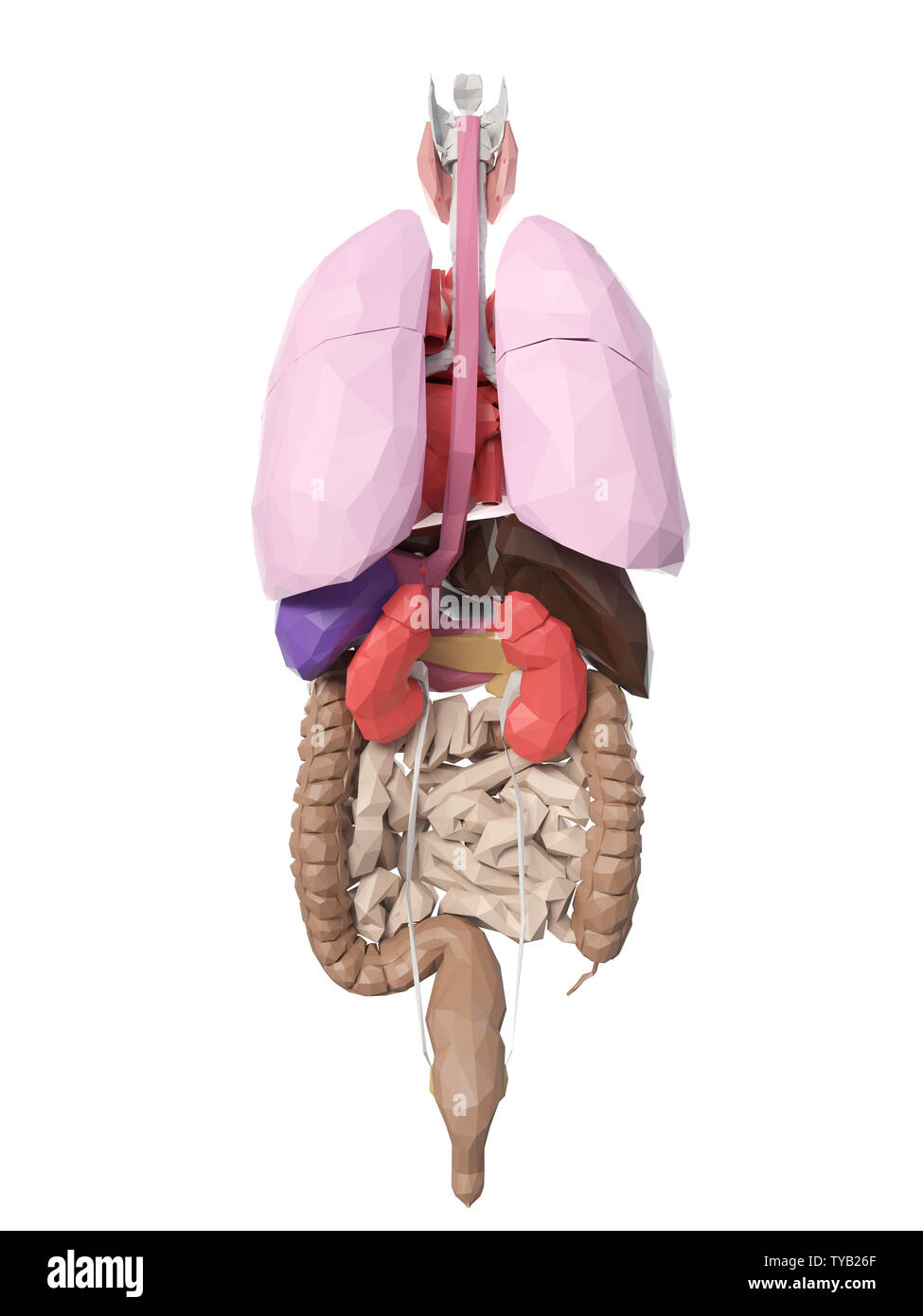 3d rendered medically accurate illustration of poly style organs Stock Photo