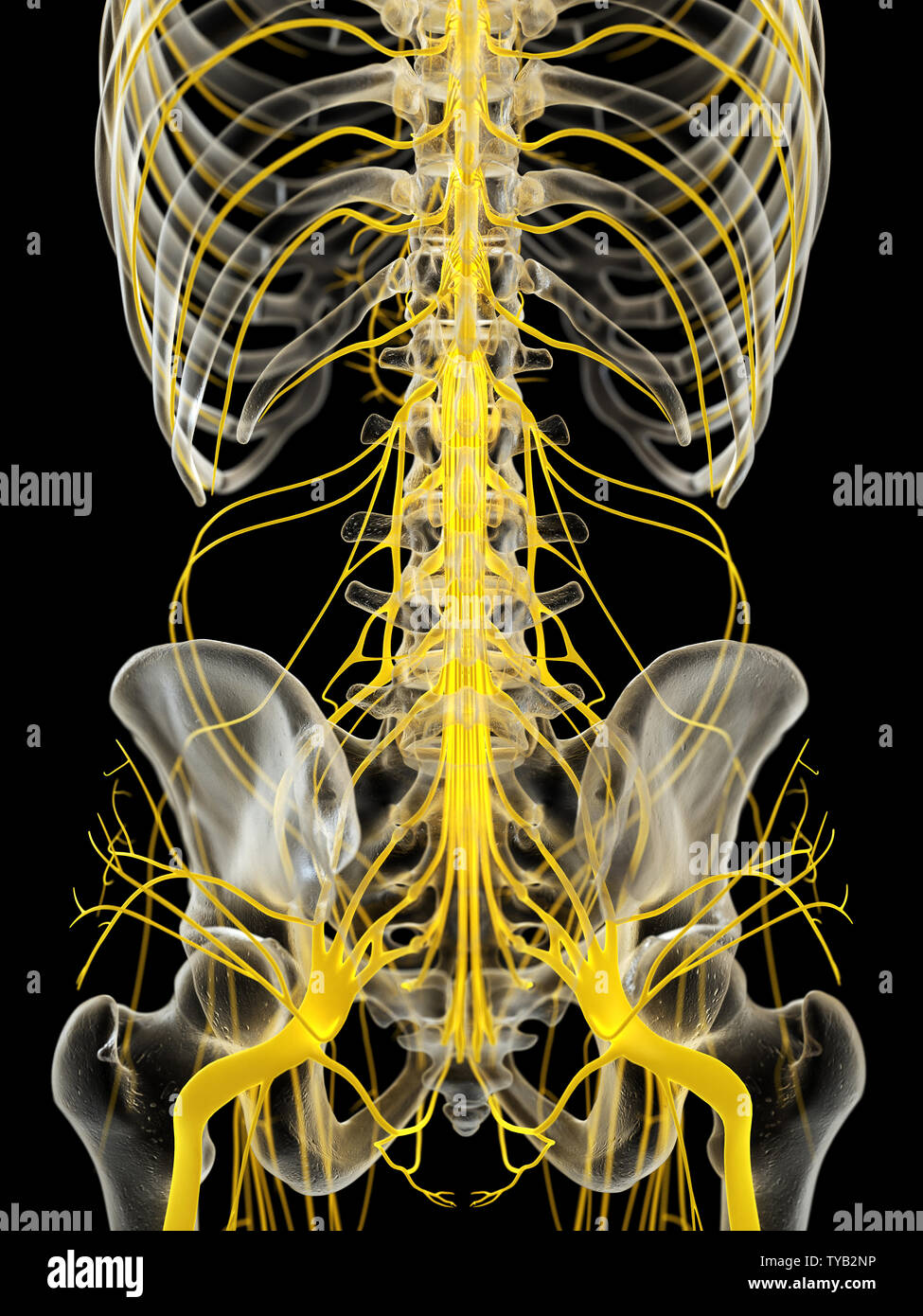 3d rendered medically accurate illustration of the spinal cord Stock ...